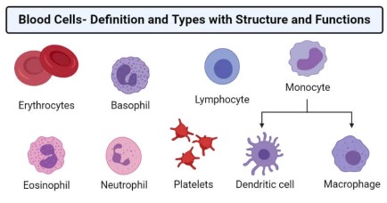 Blood-Cells-Definition-and-Types-with-Structure-and-Functions