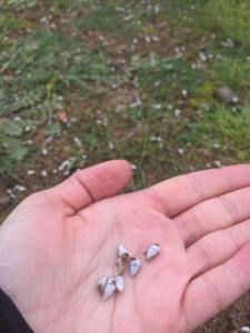 13935101_10155101709814502_8857994295480904925_n